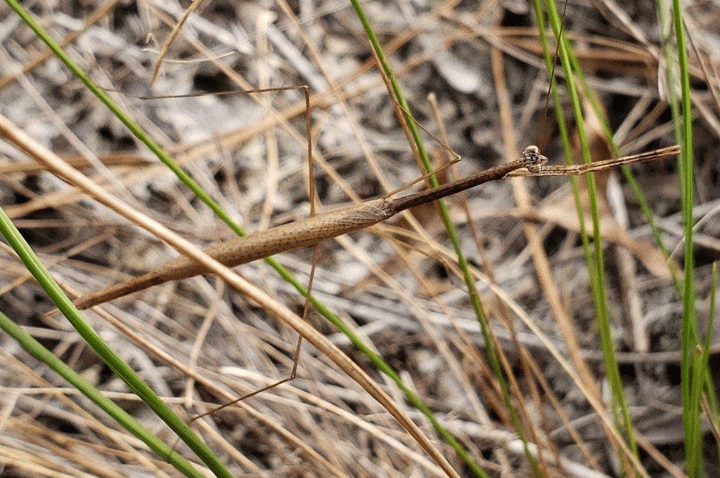 belalang sembah rumput amerika