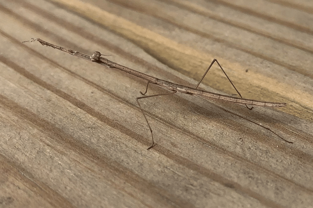 belalang sembah rumput amerika