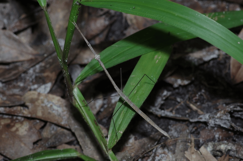 belalang sembah rumput amerika