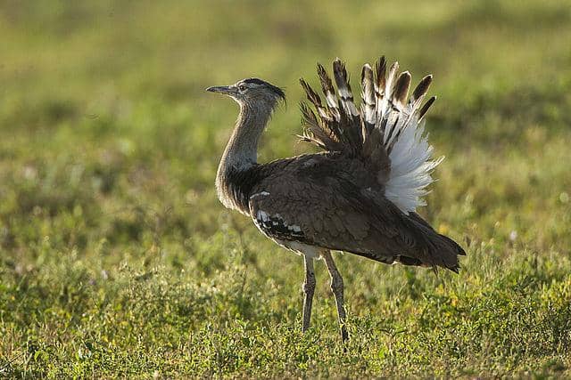 potret burung kori bustard