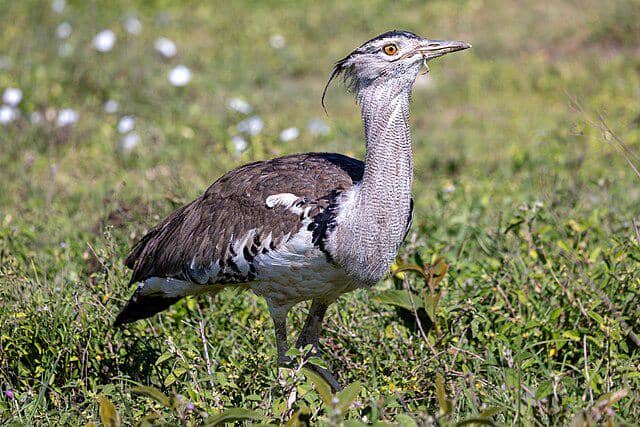 potret burung kori bustard