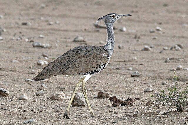 potret burung kori bustard