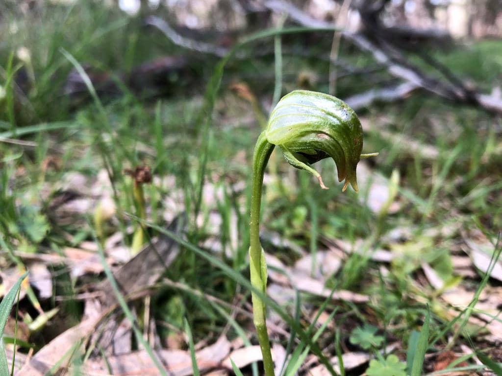 Pterostylis nutans