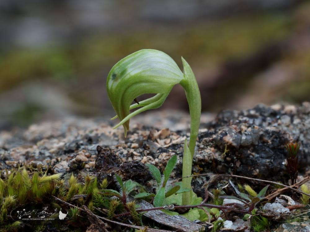 Pterostylis nutans