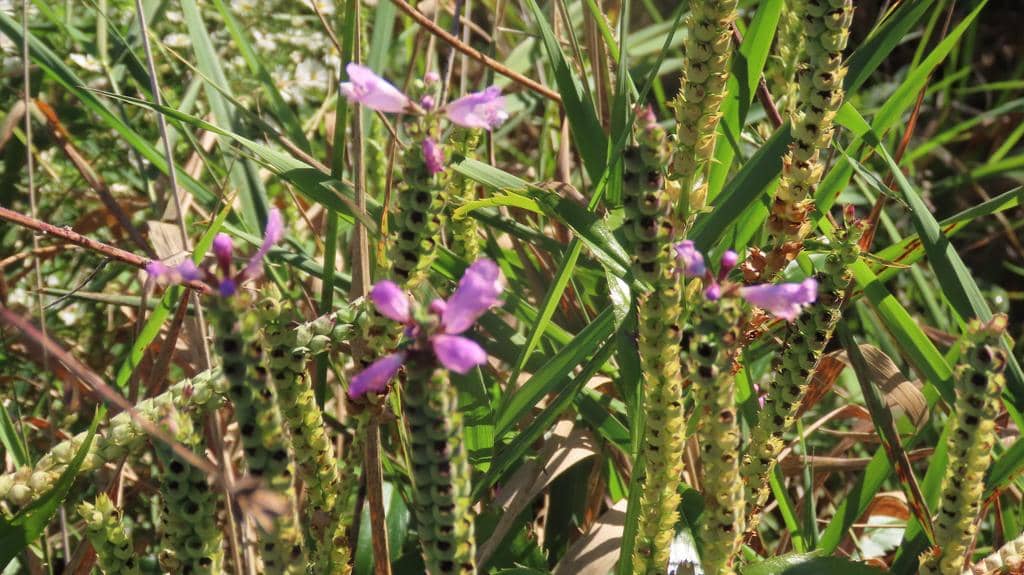 Obedient Plant