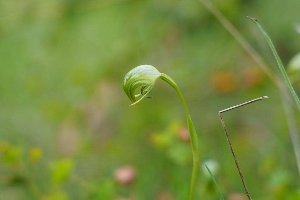 Pterostylis nutans