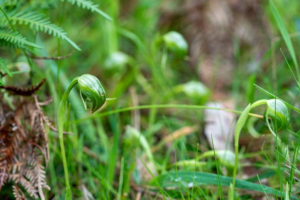 Pterostylis nutans