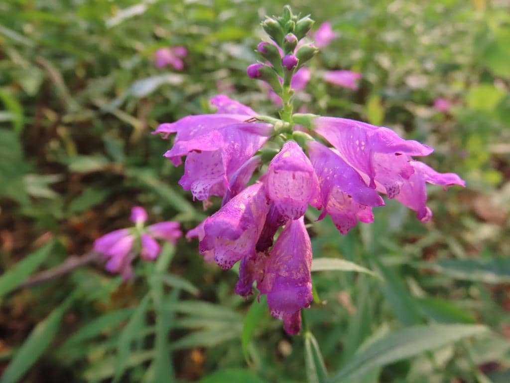 Obedient Plant