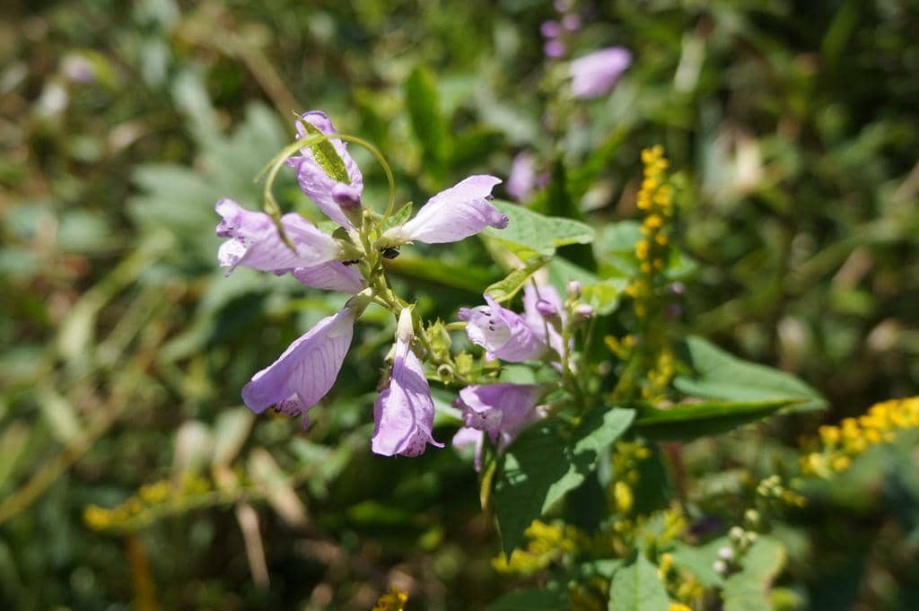 Obedient Plant