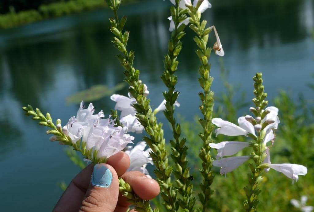 Obedient Plant