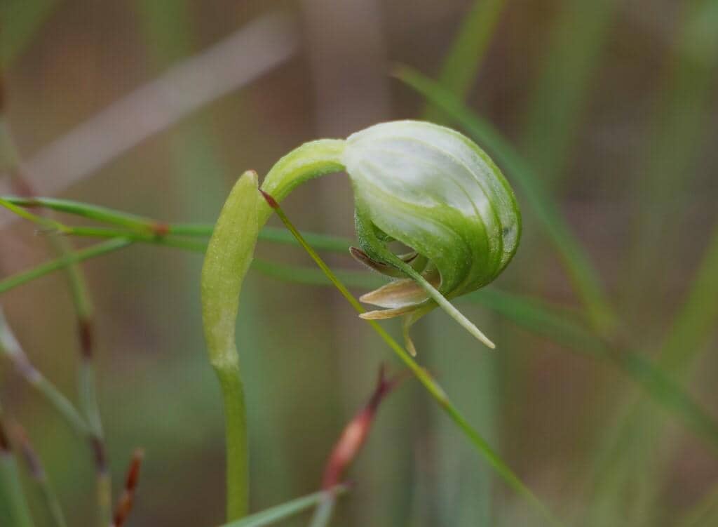 Pterostylis nutans