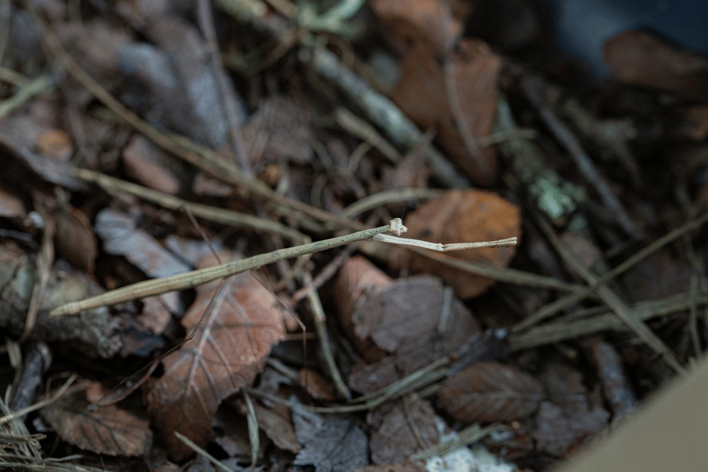 belalang sembah rumput amerika