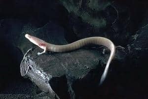 Olm atau Salamander Buta