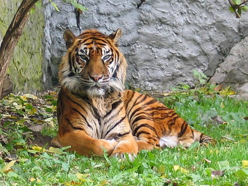 potret harimau Sumatra