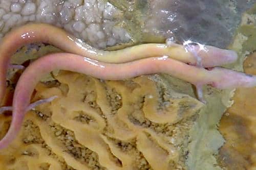 Olm atau Salamander Buta