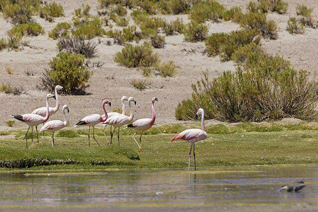 potret flamingo andes