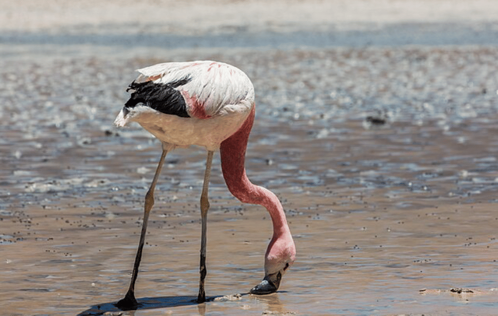 potret flamingo andes