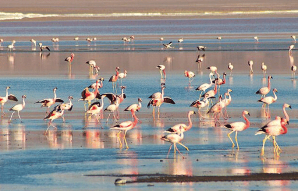 potret flamingo andes