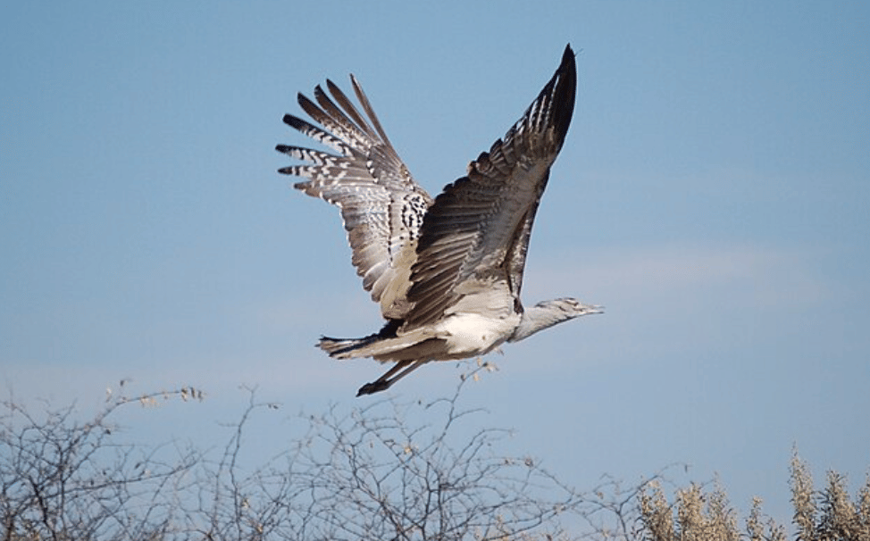 potret kori bustard