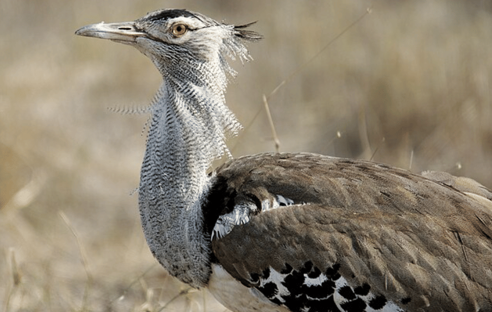 potret burung kori bustard