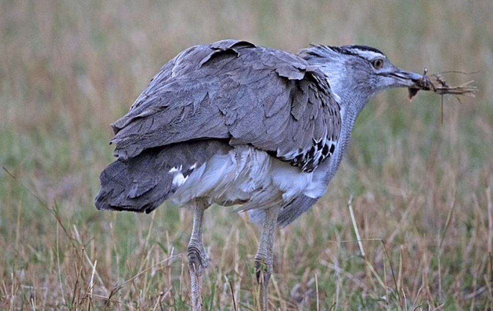 potret burung kori bustard