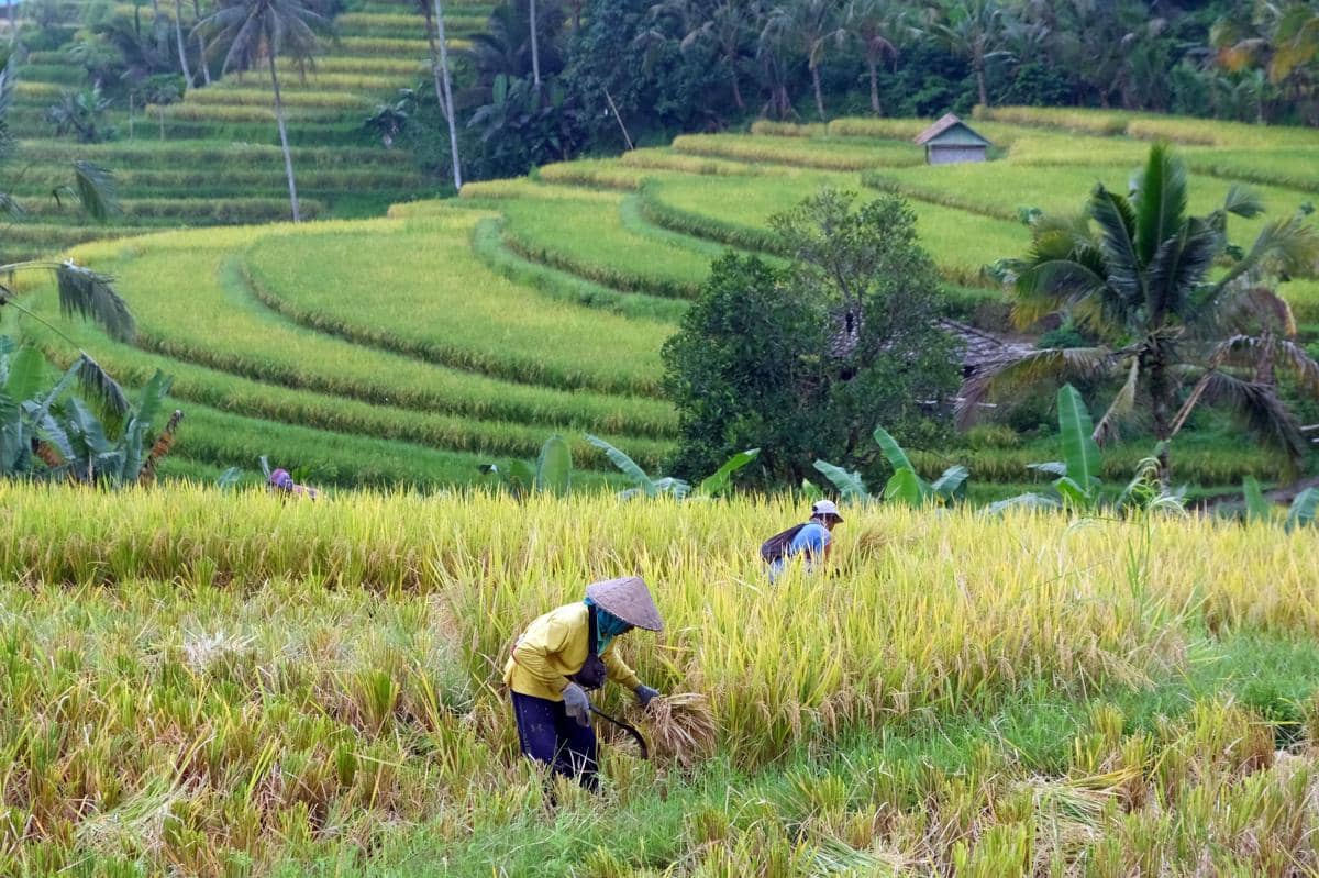 Ilustrasi petani memanen padi saat musim panen raya. (ANTARA FOTO/Nyoman Hendra Wibowo)