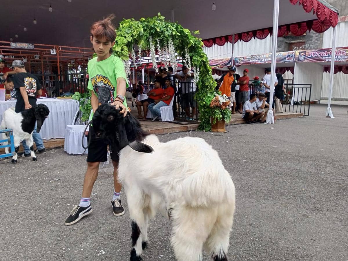 Ratusan Kambing Kaligesing Bersolek Perebutkan Piala Bupati Bantul