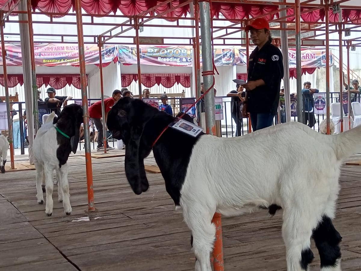 Ratusan Kambing Kaligesing 'Bersolek' Rebut Piala Bupati Bantul