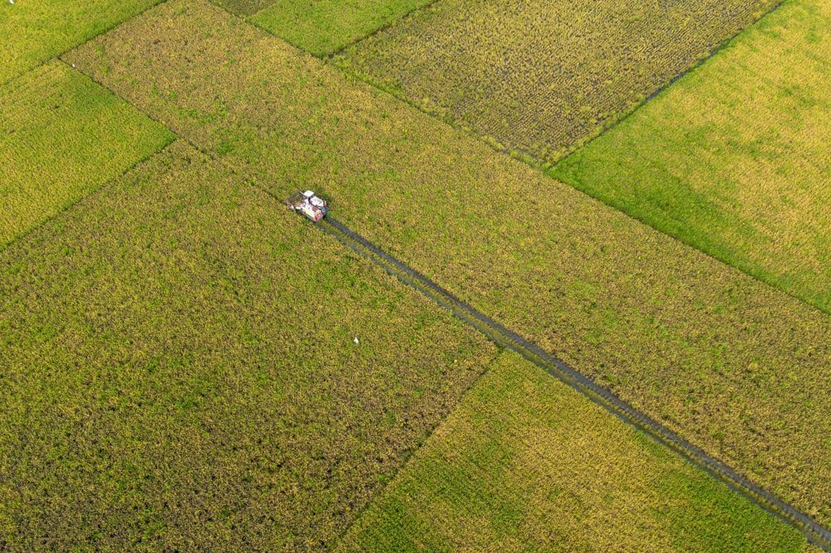 Ilustrasi foto udara petani memanen padi menggunakan mesin combine harvester. (ANTARA FOTO/Dedhez Anggara)