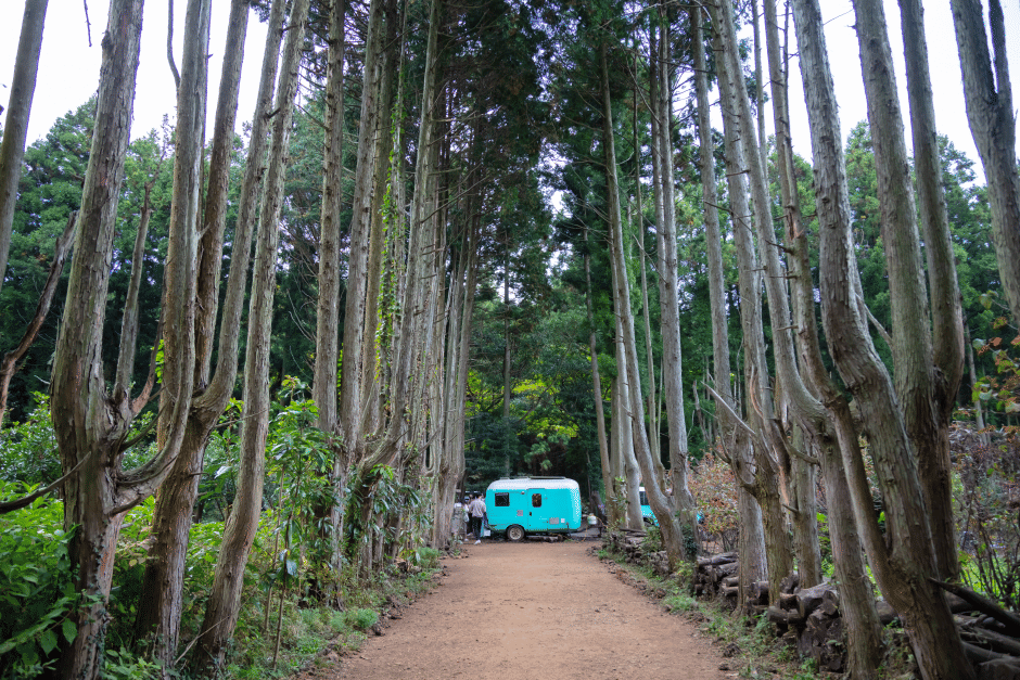 Potret Secret Forest di Pulau Jeju, Korea Selatan