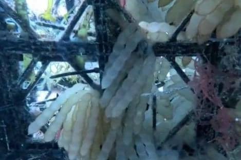 Apartemen ikan di perairan laut Sulawesi Selatan. Dok. Humas Pemprov Sulsel