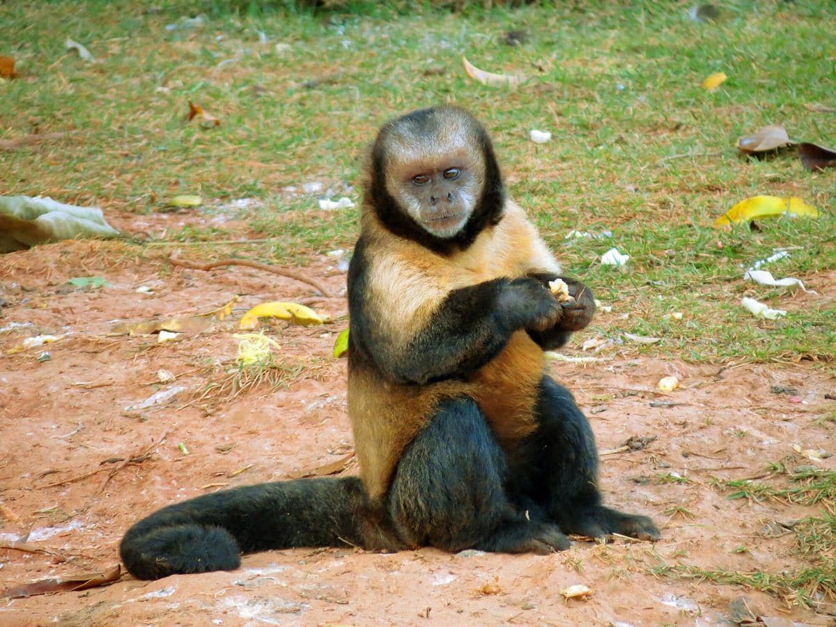Yellow-breasted Capuchin