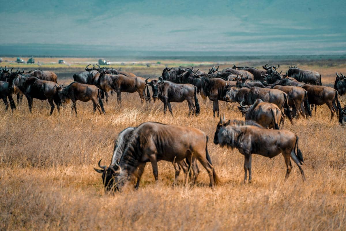 Potret wildebeest