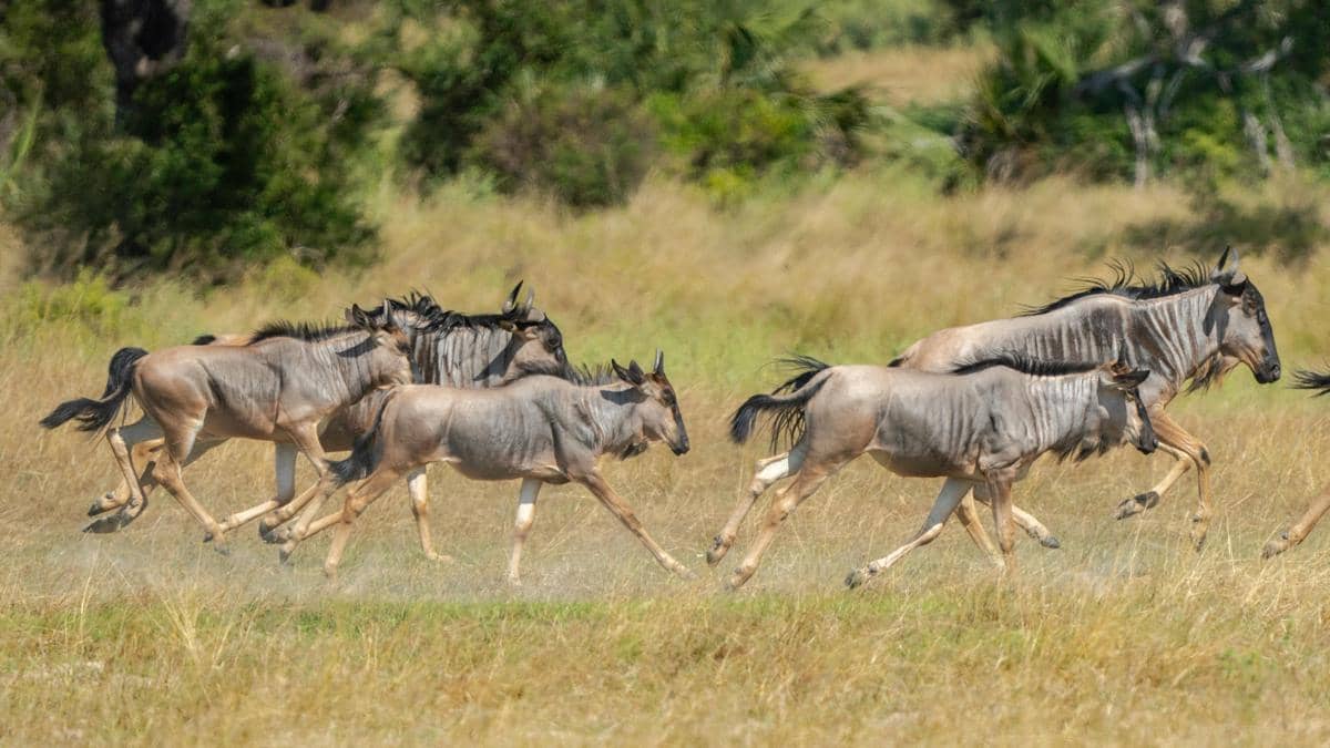 Potret wildebeest