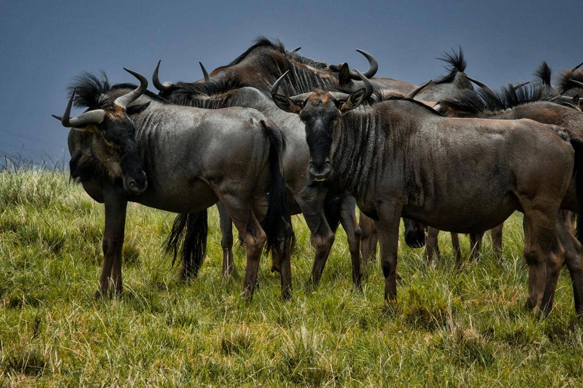 Potret wildebeest