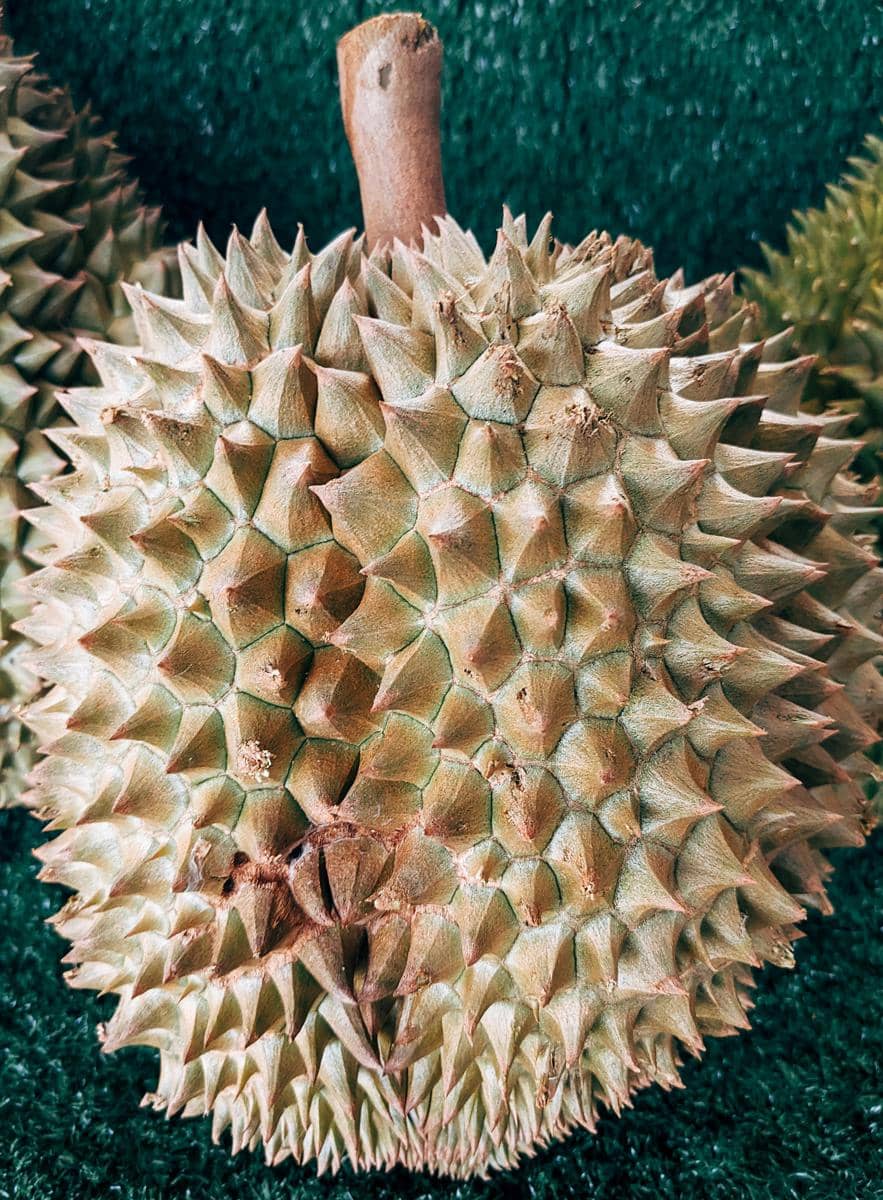 ilustrasi durian monthong 