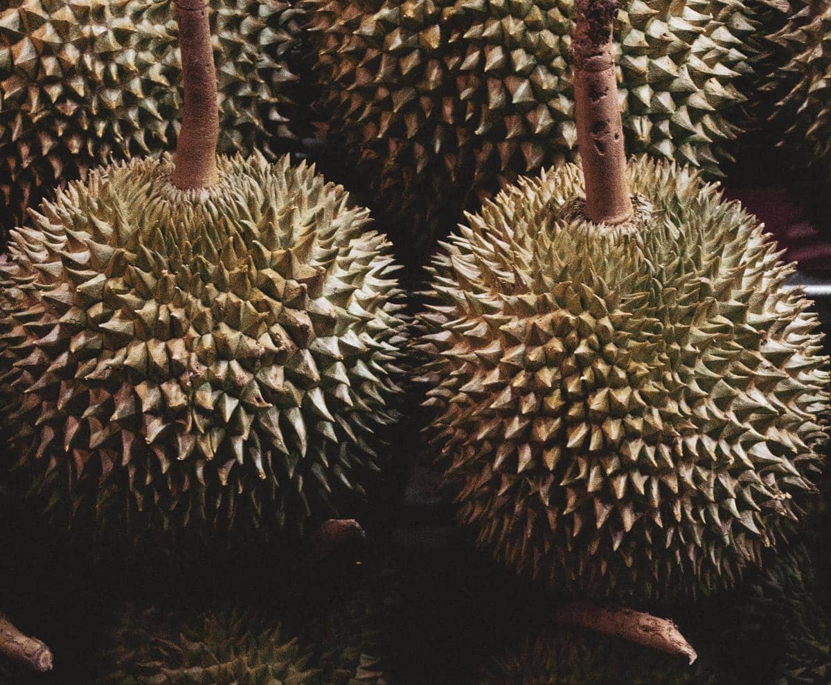 ilustrasi durian musang king