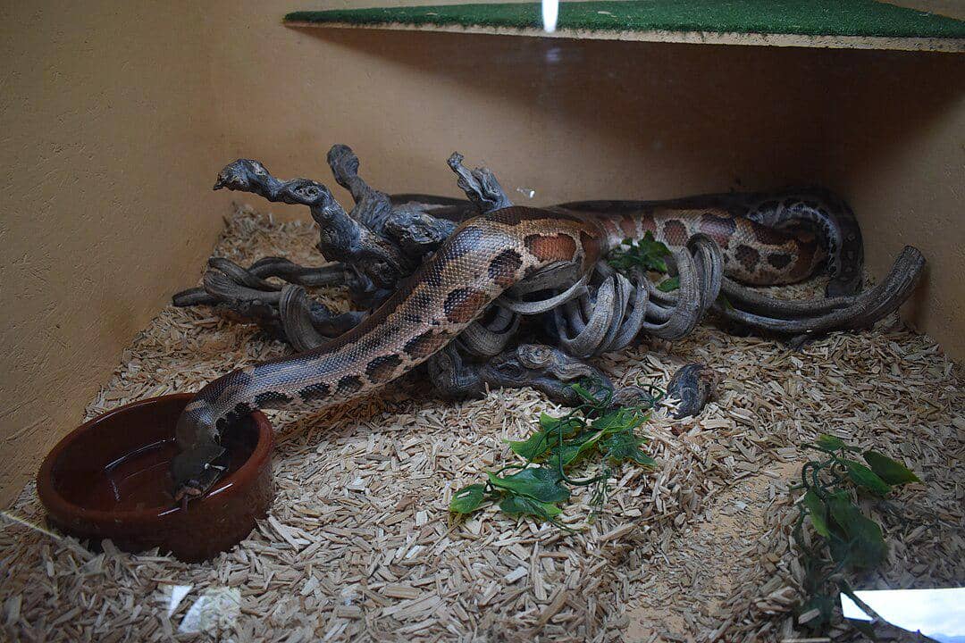 potret sanca gendang