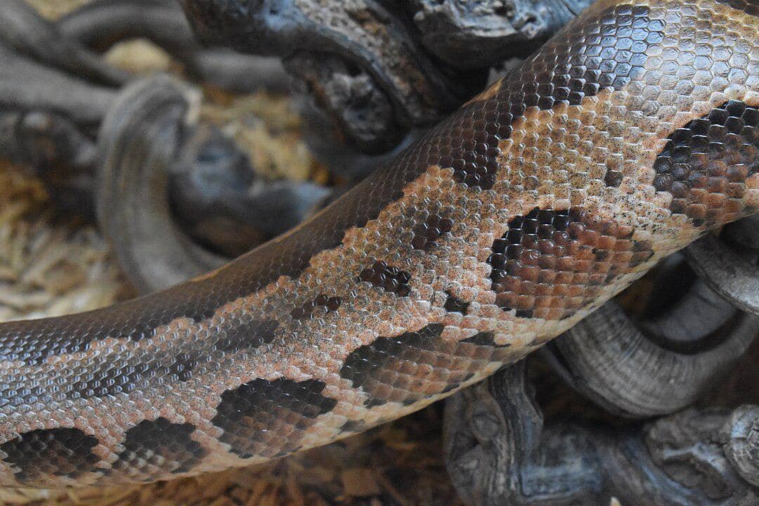 potret kulit sanca gendang