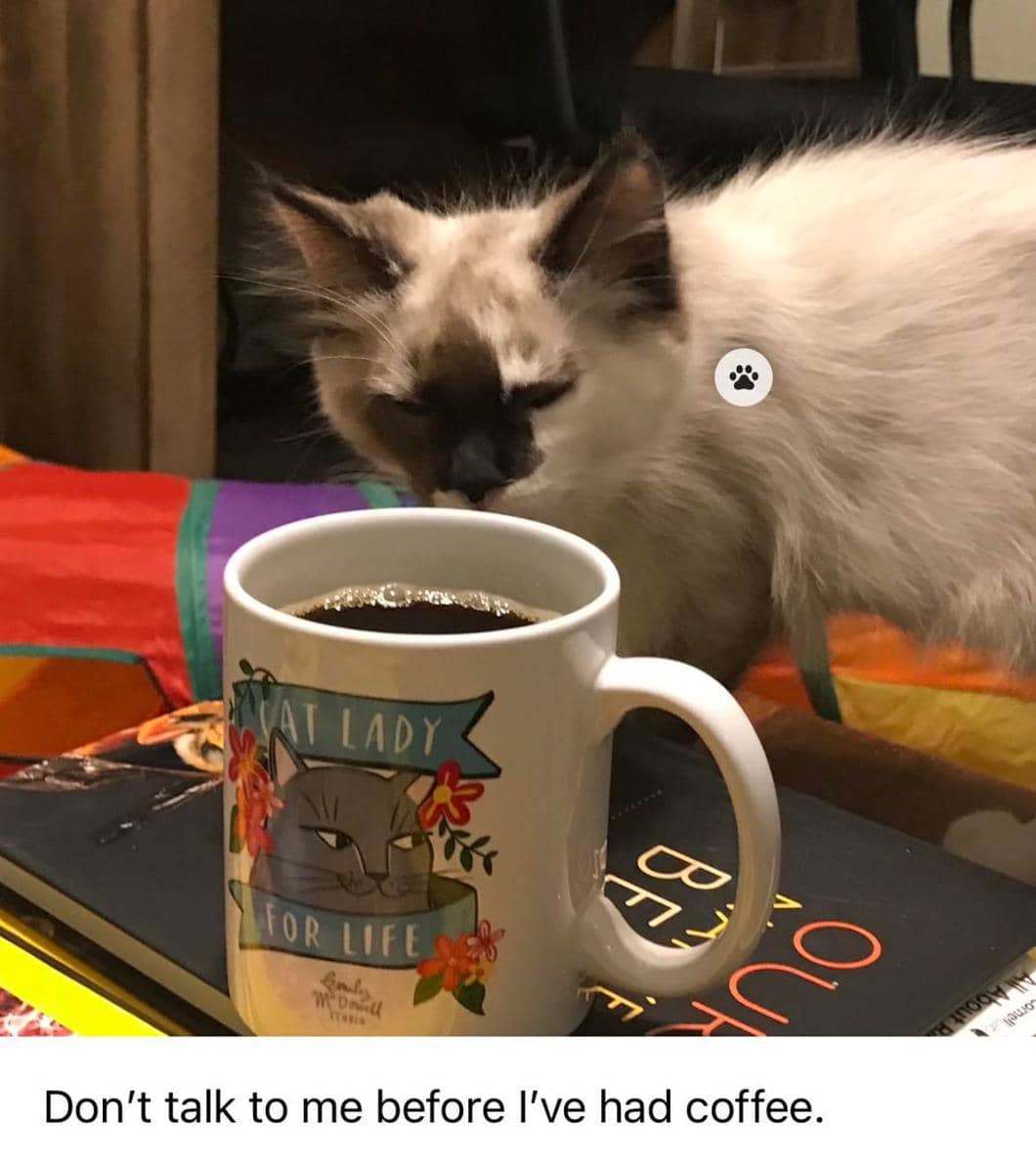 meme kucing tentang kopi