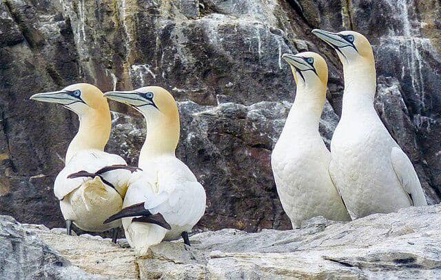 potret burung northern gannet 
