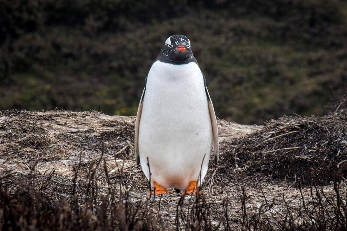 Penguin gentoo 