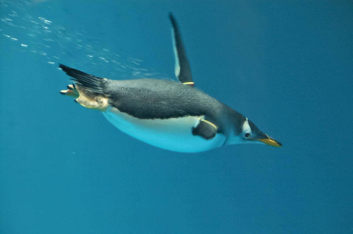 Penguin gentoo 