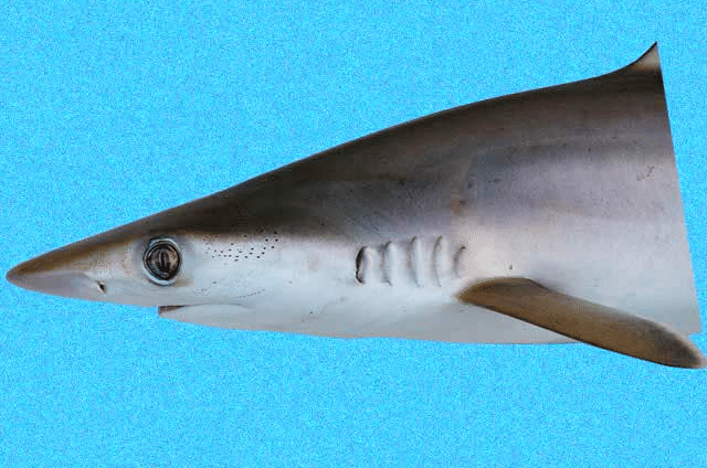 hiu hidung runcing brazil