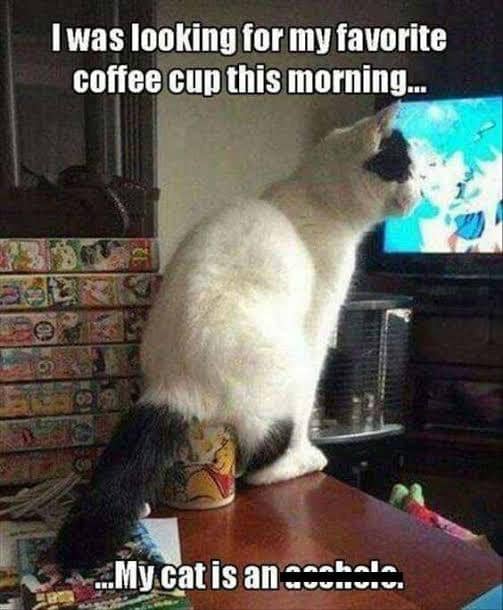 meme kucing tentang kopi