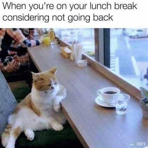 meme kucing tentang kopi