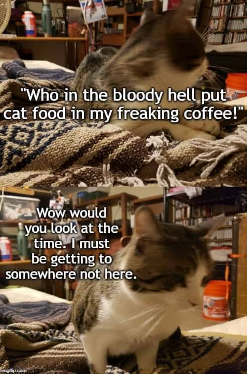 meme kucing tentang kopi