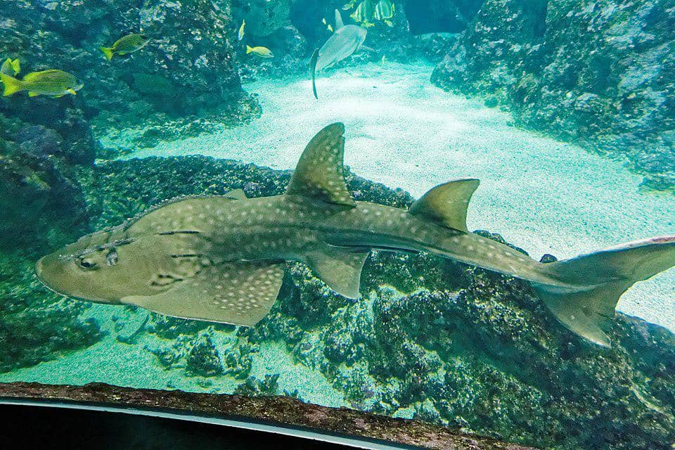 seekor pari barong yang dipelihara di akuarium umum