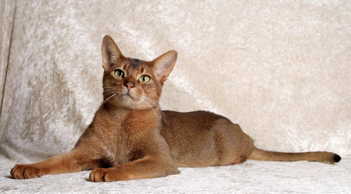 salah satu ras kucing paling atletis