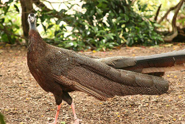 potret burung great argus